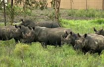 حيوانات وحيد القرن في إفريقيا
