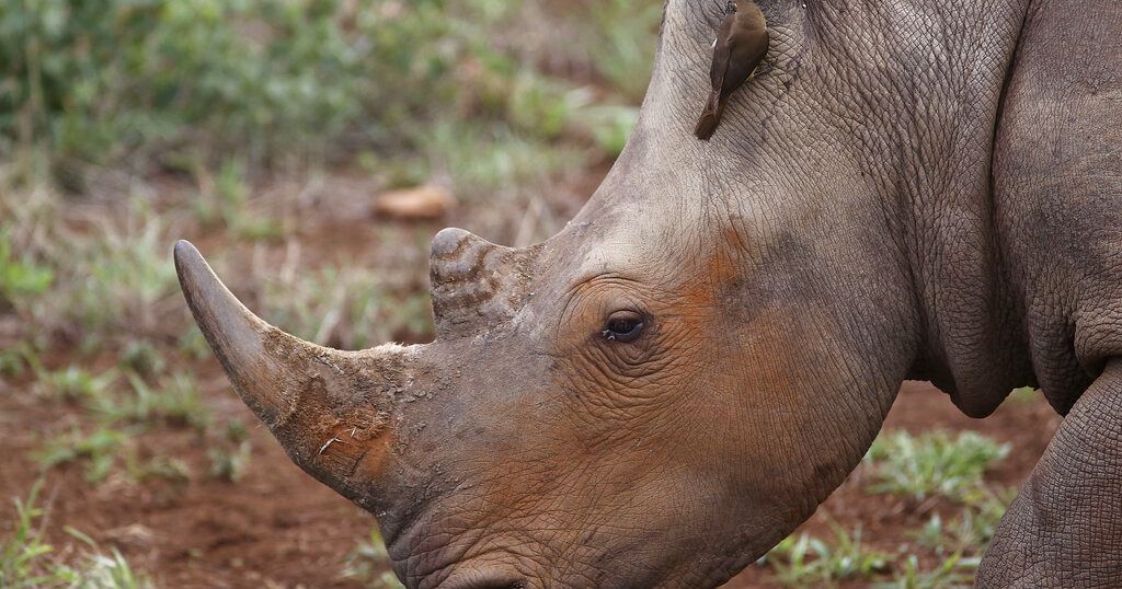 Le nombre de rhinocéros est en augmentation en Afrique