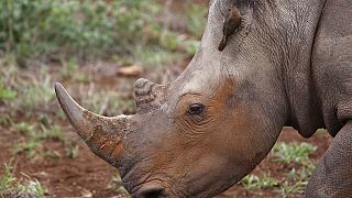 Le nombre de rhinocéros augmente en Afrique, selon une ONG 