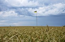 Die Getreideausfuhr beeinträchtigt die Beziehung zwischen Polen und der Ukraine