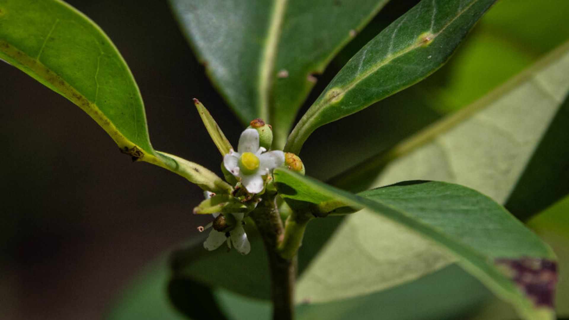 ‘Nature surprises us’: scientists in Brazil rediscover tree thought