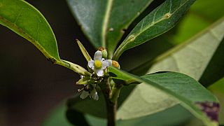 Pernambuco holly (Ilex sapiiformis), a tree that has been lost to science for 186 years, was rediscovered  Brazil. 
