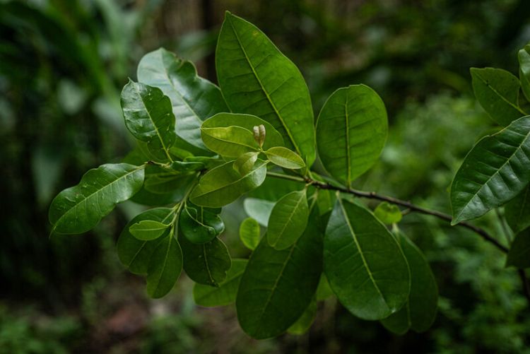 ‘Nature surprises us’: scientists in Brazil rediscover tree thought ...