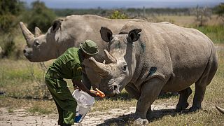Kenya : une FIV pour sauver le rhinocéros blanc du Nord de l'extinction
