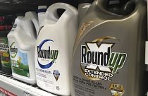 Monsanto's product Roundup, which contains glyphosate, has been classified as a "probable carcinogen" for humans