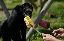 قرد يتناول المثلجات في حديقة حيوانات ريو دي جانيرو البرازيلية