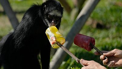 قرد يتناول المثلجات في حديقة حيوانات ريو دي جانيرو البرازيلية 