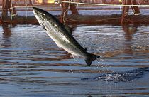 En esta fotografía de archivo del 11 de octubre de 2008, un salmón del Atlántico salta en un corral de la granja Cooke Aquaculture cerca de Eastport, Maine, Estados Unidos