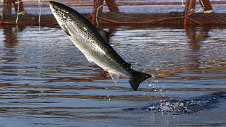 В этом году погибла четверть всего выращиваемого на фермах лосося.