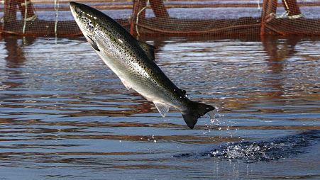 FILE - Atlantic salmon leaps in a Cooke Aquaculture farm pen near Eastport, USA October 2008