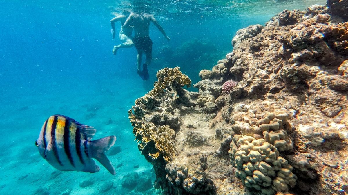 الشعاب المرجانية في البحر الأحمر