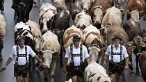 München: Viehaufzug beim Oktoberfest am 13.9.2023