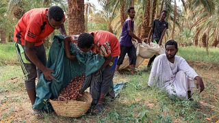 Soudan : l'avenir incertain de la récolte de dattes 