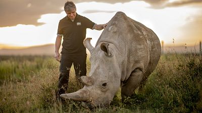 وحيد القرن مهدد بالانقراض 