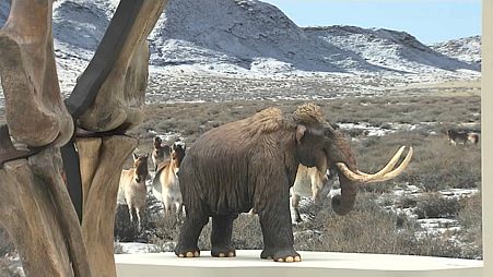 Mammut in Burgos in Spanien