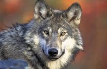 FILE - This photo shows a gray wolf, April 18, 2008.