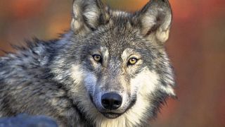 La Commission européenne a ouvert le débat sur le statut de conservation du loup