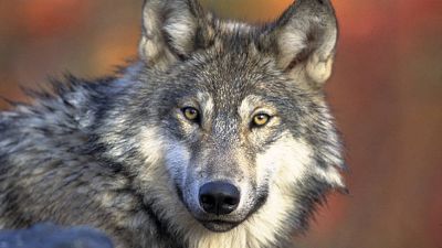 Cinque lupi sono morti nel 2023 in Belgio per essere stati investiti da un'automobile