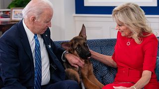 Biden'ın Commander adlı köpeği Aralık 2021'de Beyaz Saray'da yaşamaya başladı.
