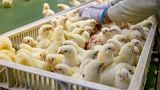 AI tech is improving animal welfare in the egg industry.