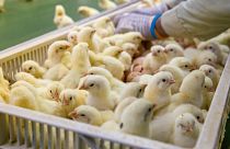 AI tech is improving animal welfare in the egg industry.