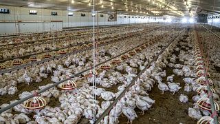 La Namibie suspend l'importation de poulets et d'oeufs d'Afrique du Sud