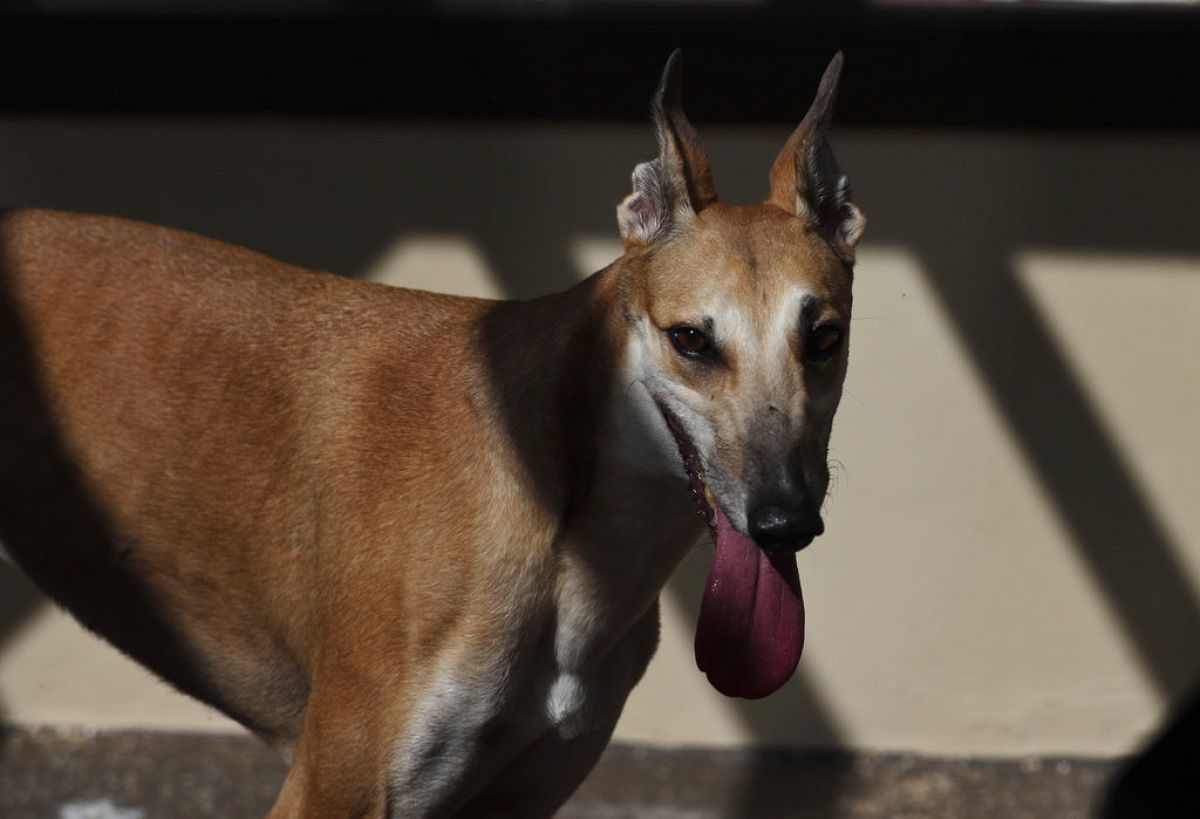'Cruel' greyhound racing should be banned, says leading UK charity