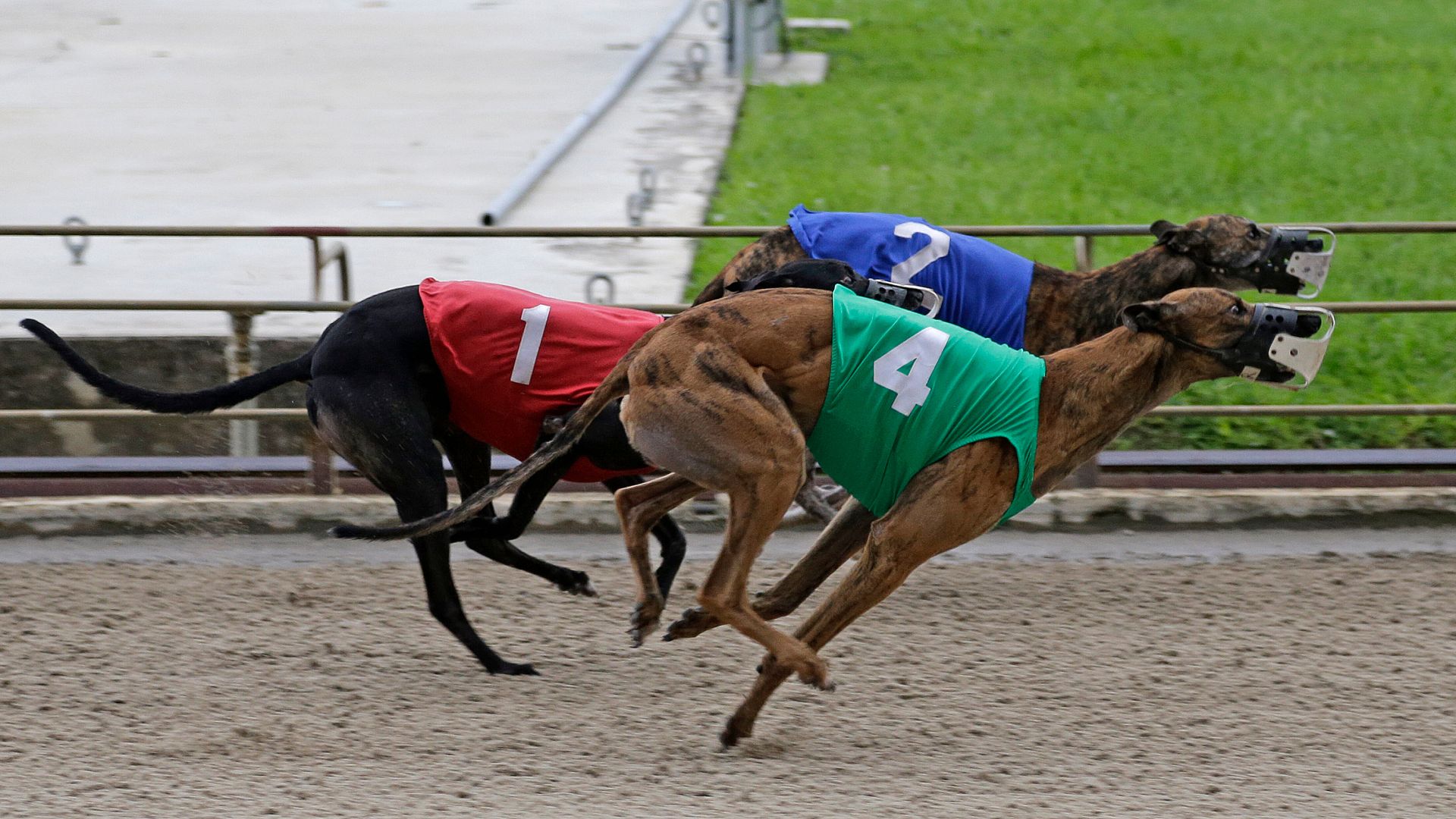 'Cruel' Greyhound Racing Should Be Banned, Says Leading UK Charity ...