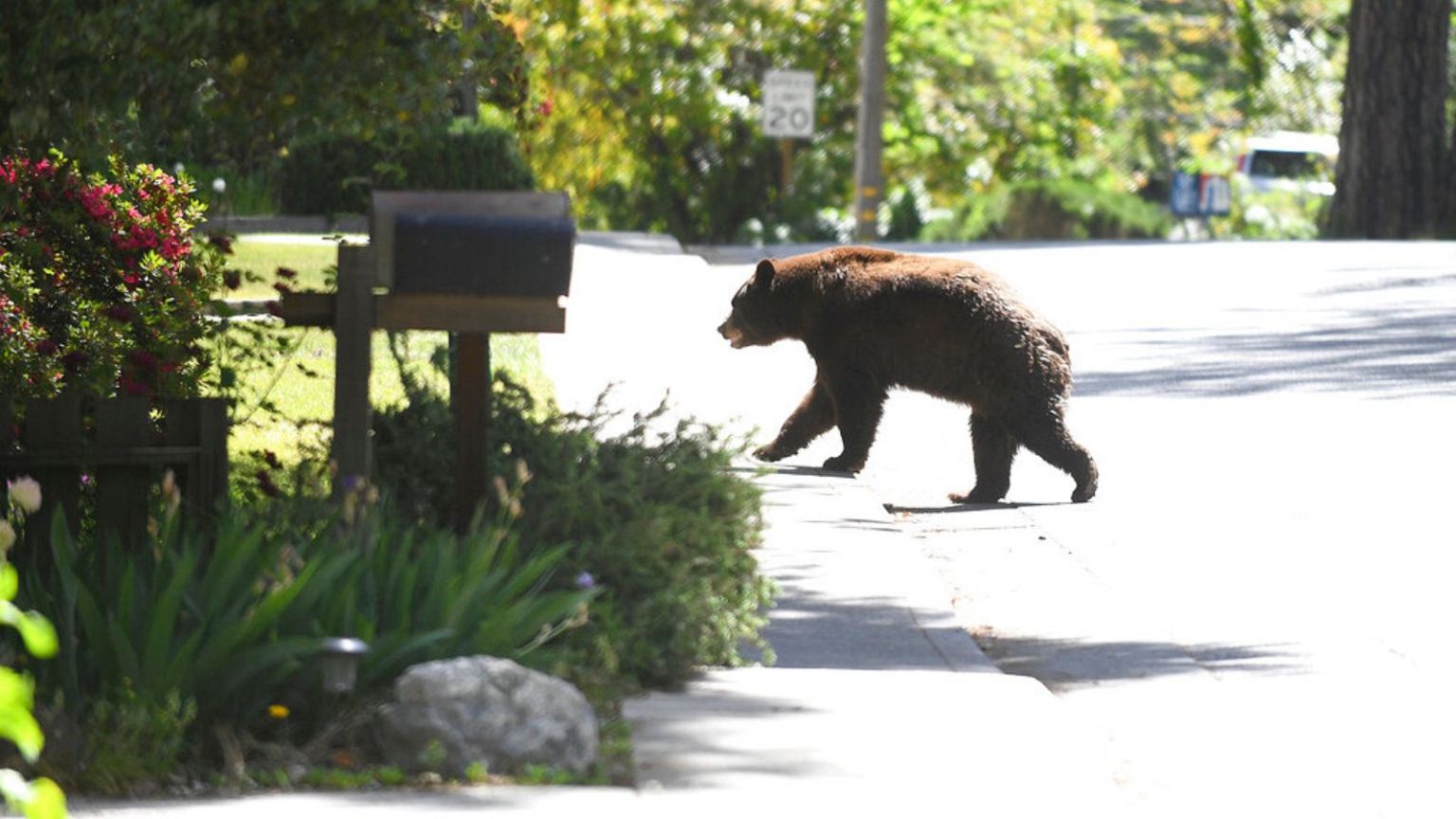black bear