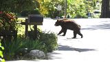 black bear