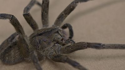 the research to develop a medicine to treat erectile dysfunction using the spider venom at the Federal University of Minas Gerais (UFMG) 