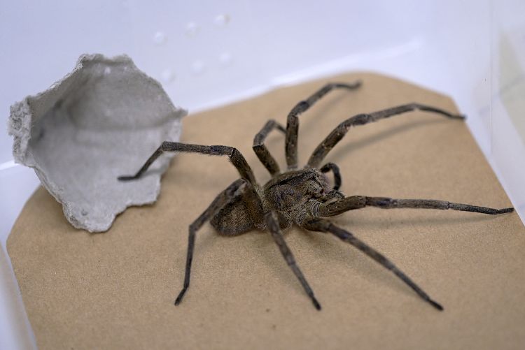 Erectile issues got you down? Scientists say a banana spider bite could