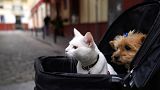 A cat and a dog sit inside a baby stroller in Seville, Spain, Saturday, June 19, 2021. 