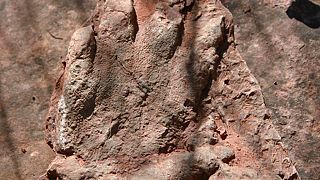 Aποτύπωμα δεινοσαύρου που ανακαλύφθηκε στην Olesa de Montserrat, 40 χιλιόμετρα βόρεια της Βαρκελώνης- εικόνα αρχείου