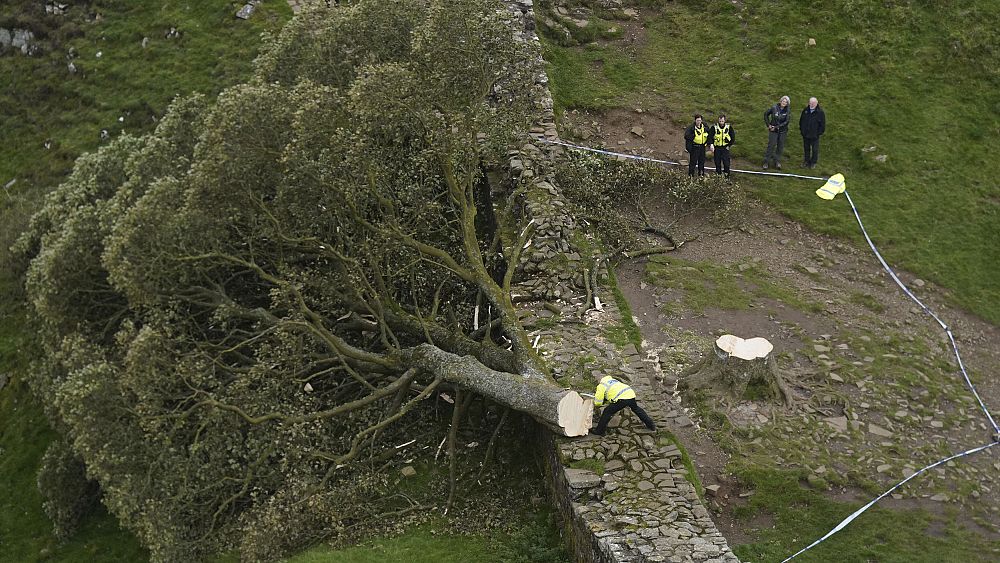 Sycamore Gap: Тийнейджър, арестуван в Англия за „умишлено“ изсичане на известно дърво