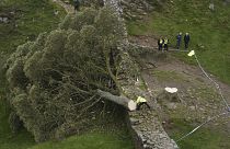 Police officers look at the tree at Sycamore Gap, next to Hadrian's Wall - Thursday 28 September 2023