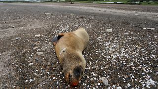 إنفلونزا الطيور تسبب بنفوق أسد البحر هذا على شاطئ في بونتا بيرميجا، بالقرب من فيدما، الأرجنتين، الاثنين 28 أغسطس 2023.