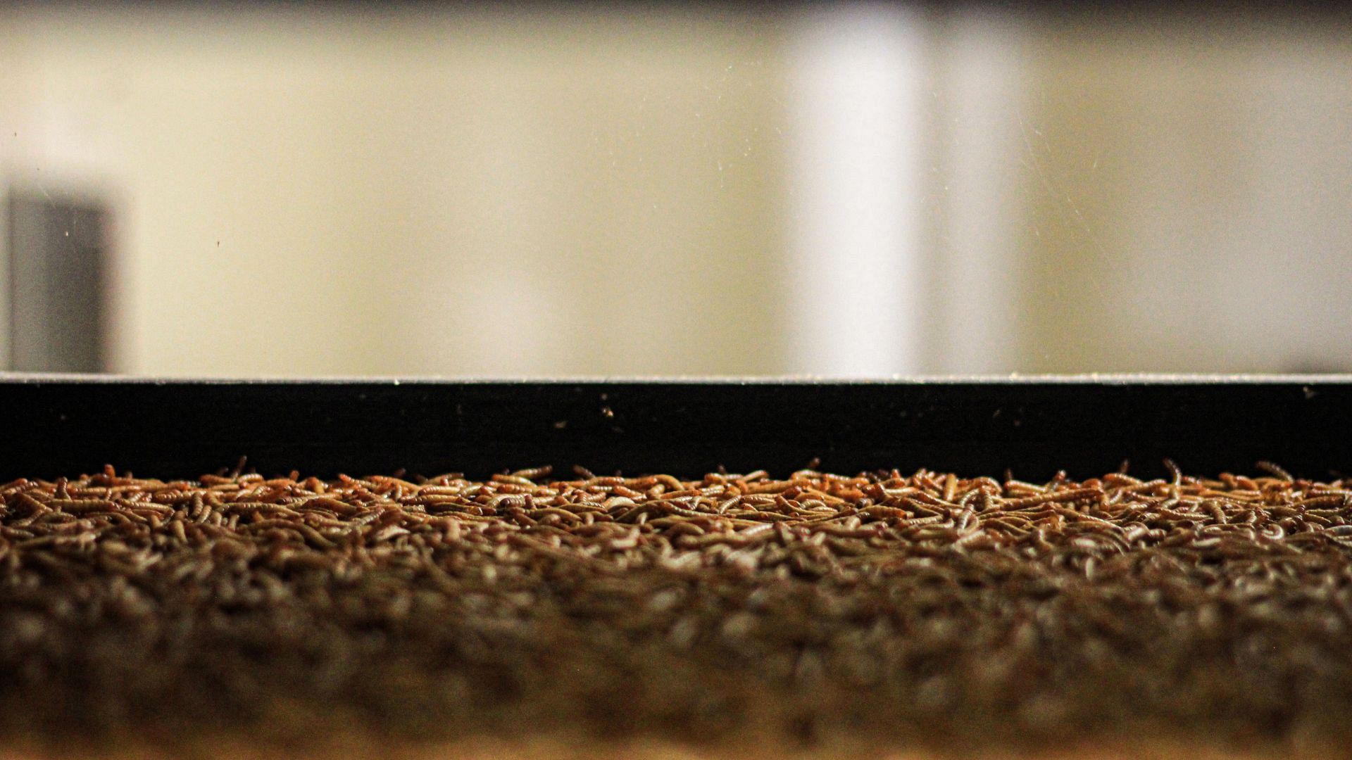 Future Insect Farm Star Ingredient Podcast | Are edible insects the food of the future ...