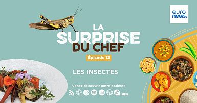 Des insectes comestibles à déguster – DW – 16/07/2023