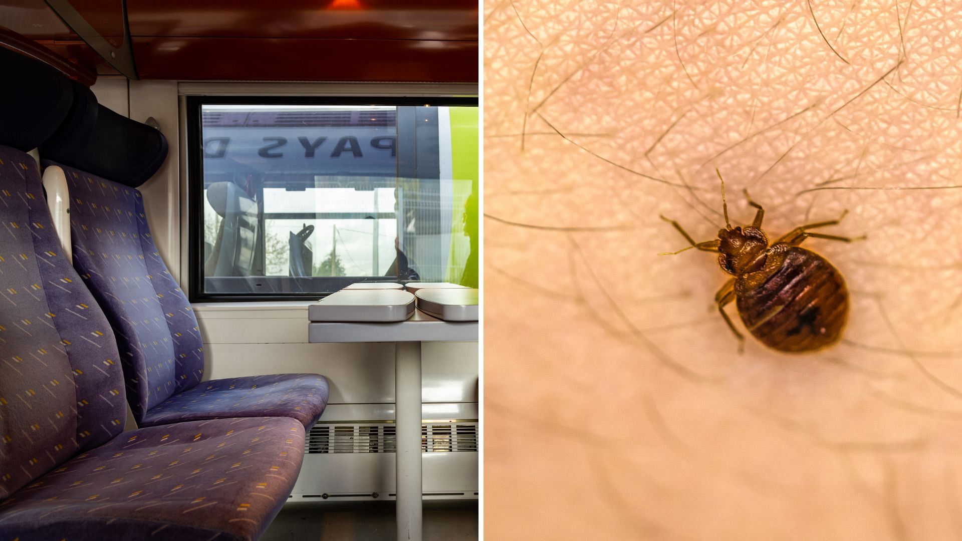 ‘no Need For Psychosis French Transport Minister Urges Calm Over Bedbug Sightings On Trains 6675