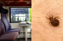Bedbugs sighted on French trains have sparked panic on social media as Paris urges action ahead of Olympics.