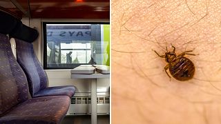 Bedbugs sighted on French trains have sparked panic on social media as Paris urges action ahead of Olympics.