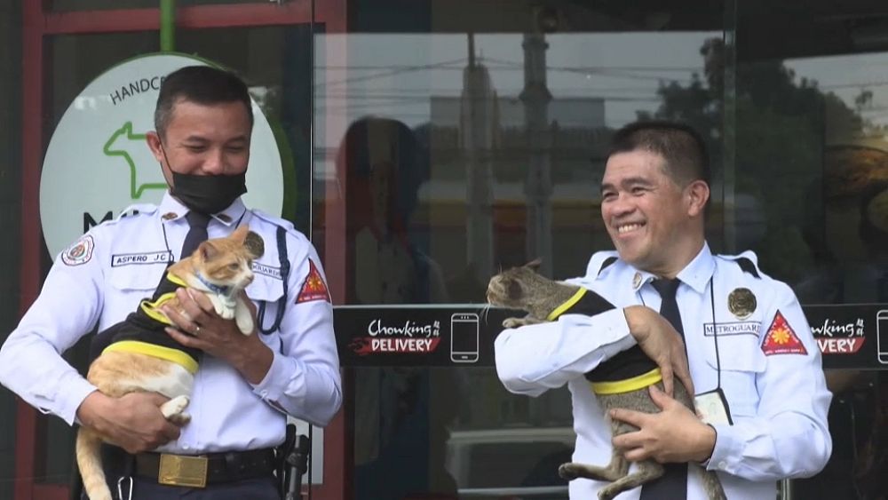 Paw patrol: Philippine security guards adopt stray cats thumbnail