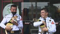 Conan, a six-month-old stray, joined the security team of the Worldwide Corporate Center in the capital Manila several months ago.