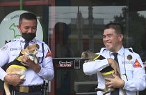 Conan, a six-month-old stray, joined the security team of the Worldwide Corporate Center in the capital Manila several months ago.