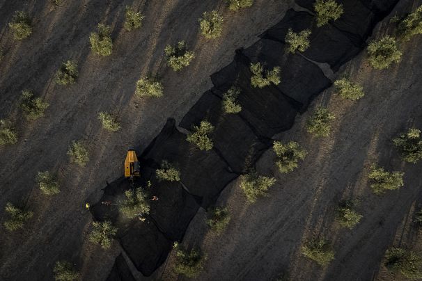 خشکسالی مزارع زیتون در اسپانیا را تحت تاثیر قرار داده و باعث افت برداشت محصول شده است