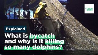  Защо толкоз доста мъртви делфини се изхвърлят на френското атлантическо крайбрежие? 