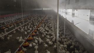 Afrique du Sud : plus de 7 millions de poulets abattus