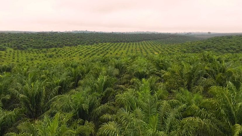 Agriculture RDC