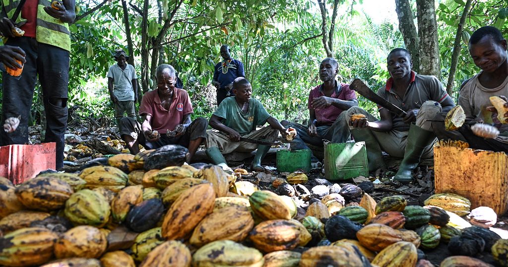 Côte d'Ivoire : la saison du cacao 2023/2024 menacée par les intempéries